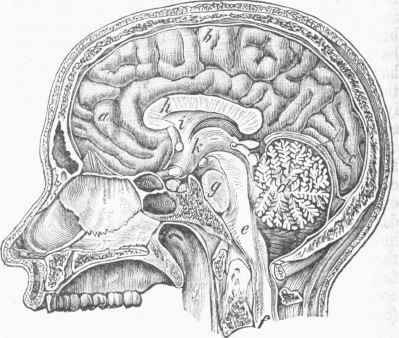 The-Brain-enclosed-in-its-Membranes-and-the-Skull