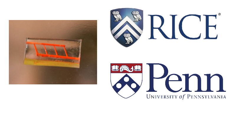 Researchers Inspired by Pastry Chefs: 3D Printed Constructs Lead to More Successful Tissue Engineering