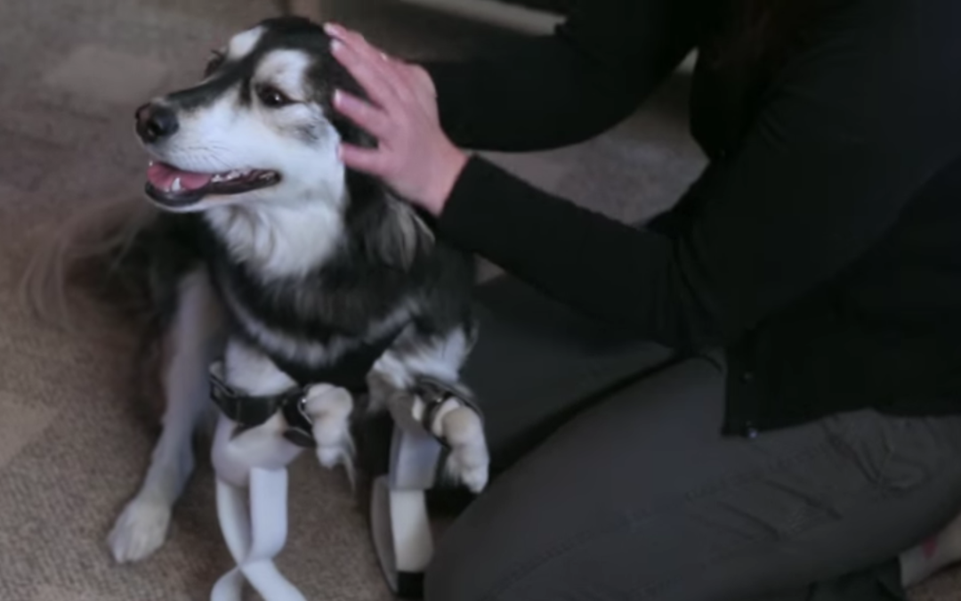 3D Systems Updates Us on Derby the Dog and His New Prosthetic Legs
