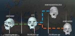 Timeline for the split between Homo Sapiens and Homo Neanderthalensis.