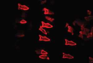 fluorescent-microfish-image_web