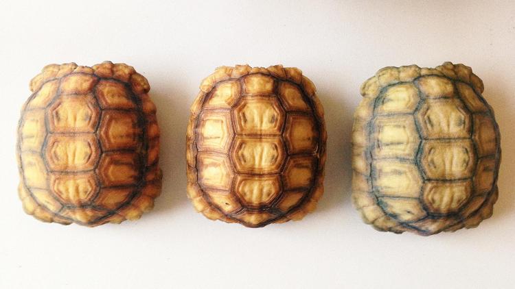 3055802-slide-s-1-3-d-printed-shells-give-tortoises-a-second-chance
