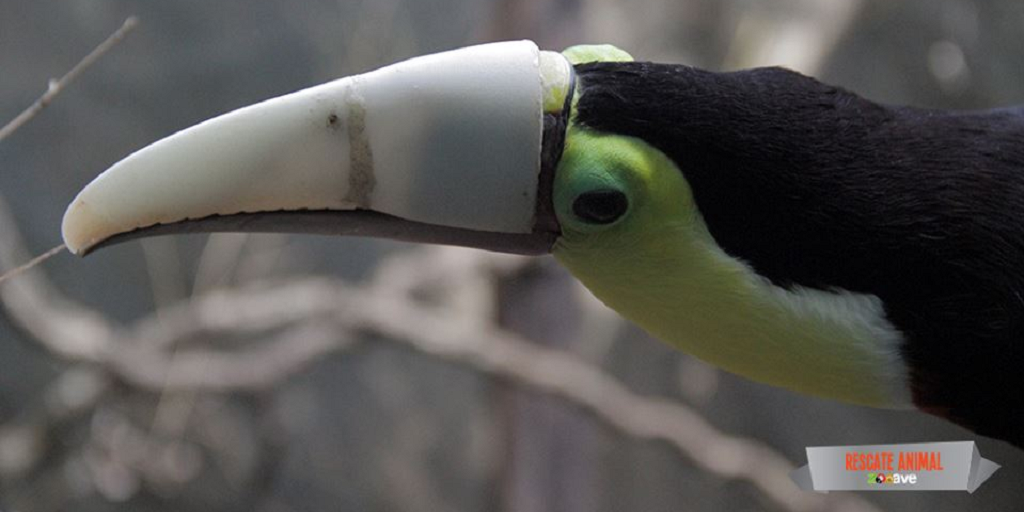 Grecia the Toucan Finally Has His New 3D Printed Beak - 3DPrint.com | The Voice 3D Printing / Additive Manufacturing