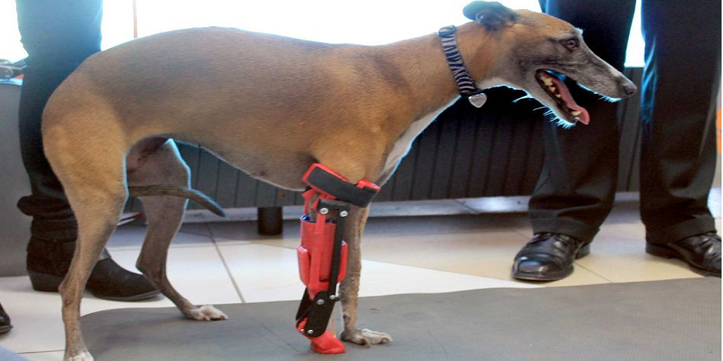 3D Printed Leg Allows Completely Natural Movement for Injured Whippet