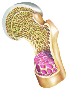 Internal structure of a human bone.