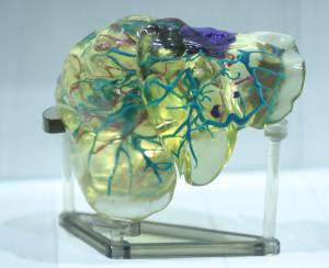 3D printed liver replica. 