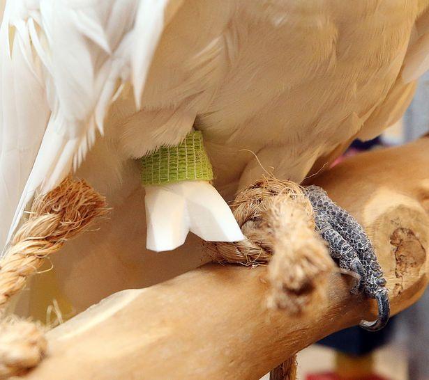Ben-the-parrot-with-his-prosthetic-claw
