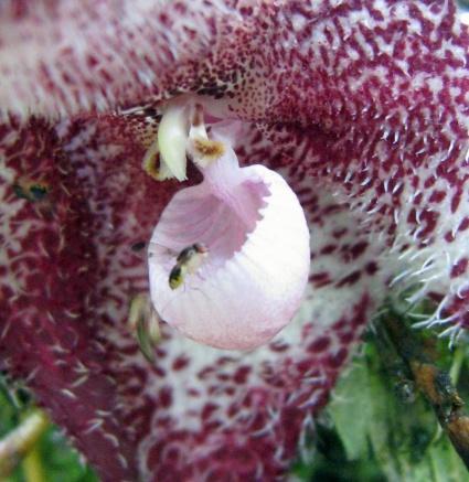 Dracula orchid [Image: Bitty Roy]