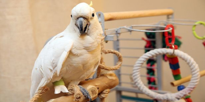 Mr. Ben the Cockatoo Gets a 3D Printed Peg Leg Worthy of Any Pirate