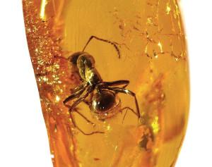 Ant preserved in amber. 