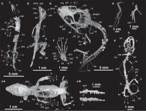 Detailed micro-CT scans of the fossilized lizards.