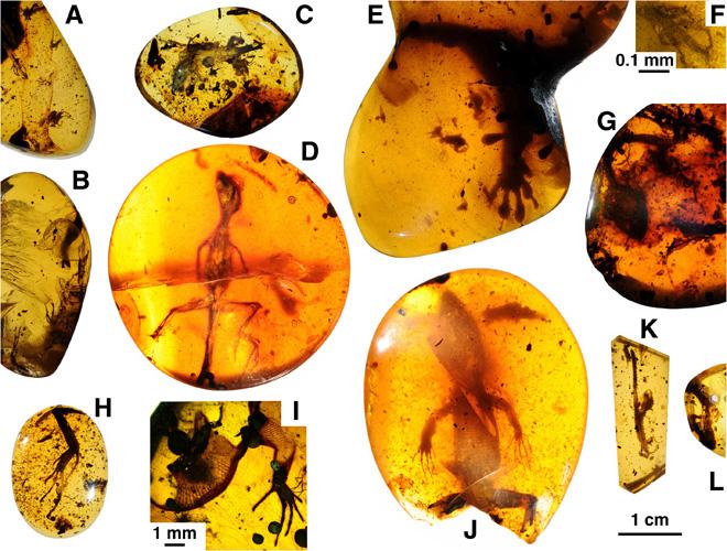 Ancient lizards preserved in amber. 