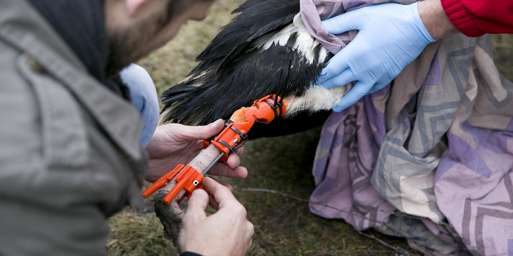 Injured Stork Walks Again Thanks to 3D Printed Leg Braces From Mass Portal