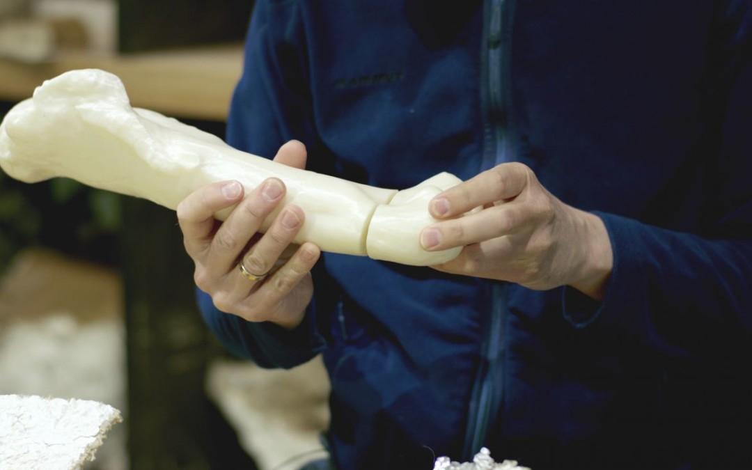 Naturalis Biodiversity Center: T. Rex to be Resurrected in Full Glory via Ultimaker 3D Printer