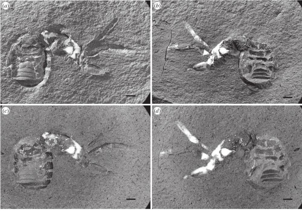 X-rays of the Idmonarachne brasieri fossil.