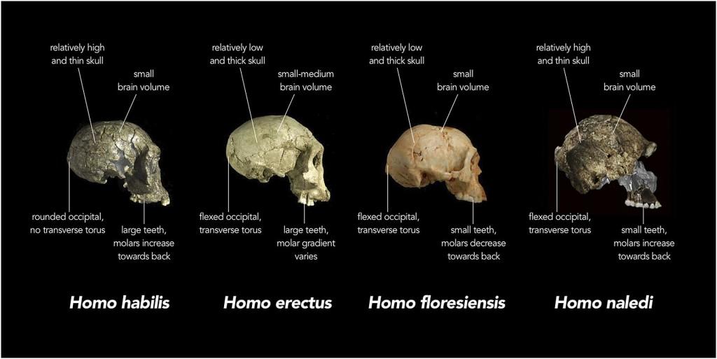 By Chris Stringer, Natural History Museum, United Kingdom - Stringer, Chris (10september 2015). "The many mysteries of Homo naledi". eLife 4: e10627. DOI:10.7554/eLife.10627. PMC: 4559885. ISSN 2050-084X., CC BY 4.0, https://commons.wikimedia.org/w/index.php?curid=43130024