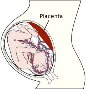 3dp_bioprintedplacenta_placenta