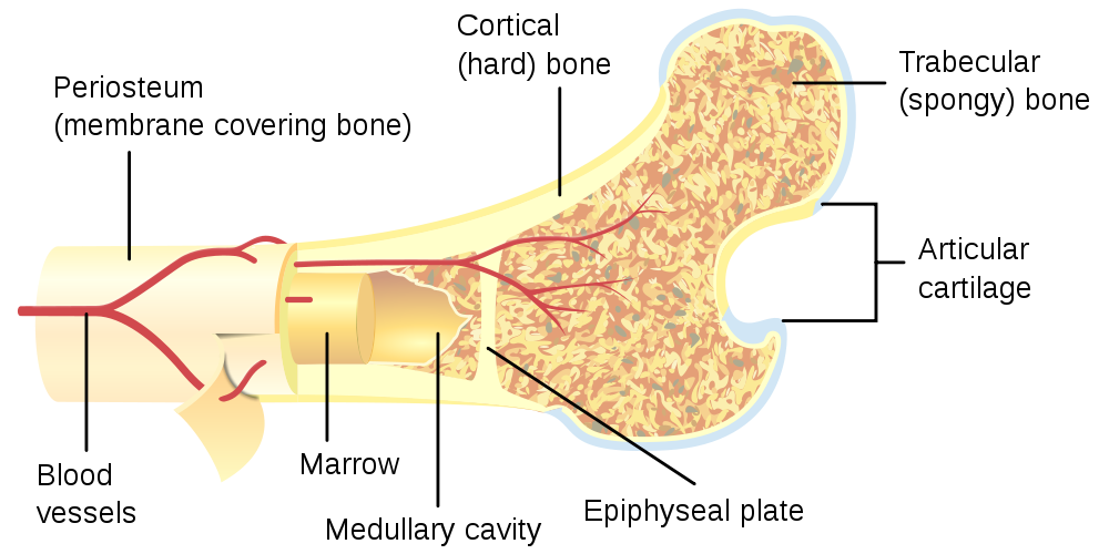Human bone cross-section.