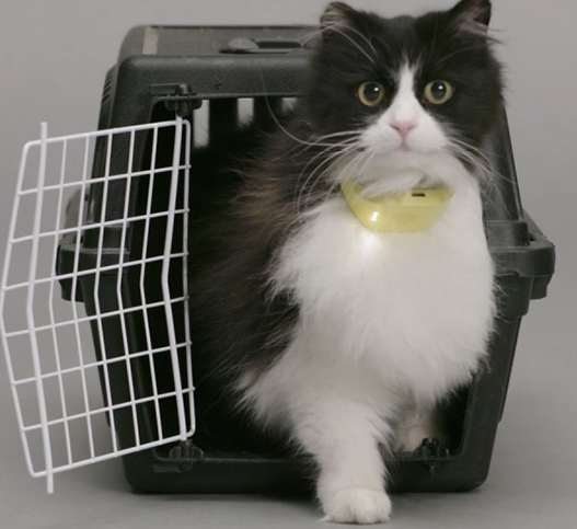  3D  Printed  Catterbox Translates Your Cat s  Meows Into 