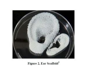 bioprinting tissues pcl 3dprint polycaprolactone polylactic
