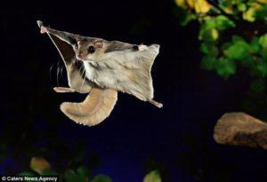 southern-flying-squirrel1