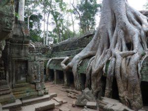 Massive trees and vegetation has overgrown most of the ruins at Angkor Wat, hiding a massive city underneath.