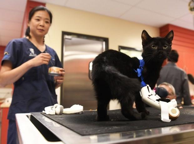 DENVER, CO - June 01: Sonic the 4-month-old kitten shows off his new custom prosthetic at the Denver Animal Shelter June 01, 2016. The prosthetic was designed and made by The Art Institute of Colorado student Salim Fermin (not pictured) utilizing 3D printing technology. DAS veterinarian Dr. Louisa Poon stands by with a can of cat food. Sonic was born with a congenital orthopedic deformity in his right front limb. (Photo by Andy Cross/The Denver Post)