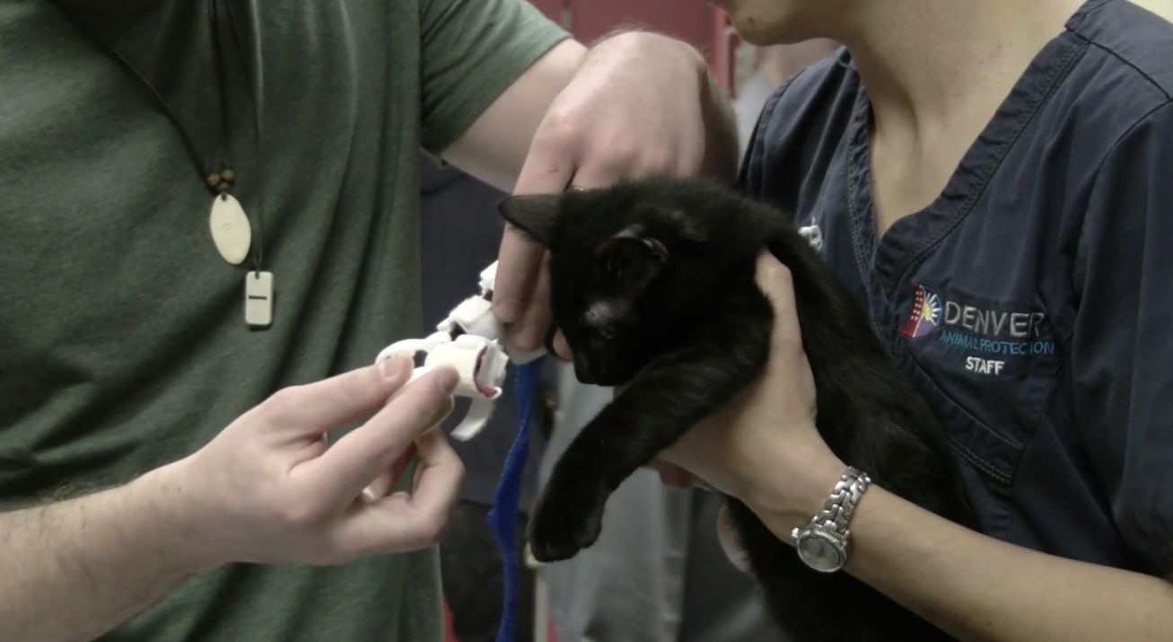 Sonic the Bionic Doctors and Designers Team Up to Help Kitten With 3D