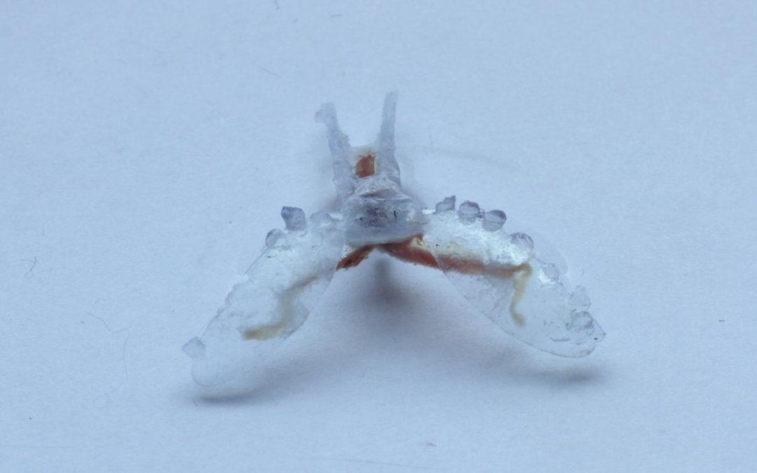 Case Western Reserve University Scientists Create "Biohybrid" Robots from Sea Slug Muscles and 3D Printed Parts