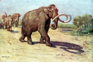 The Columbian Mammoth.