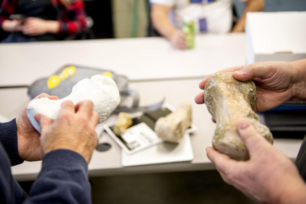 UW students compare a metatarsal (middle toe) bone from the Richland mammoth with its 3-D printed replica. Image courtesey: Dennis Wise/University of Washington