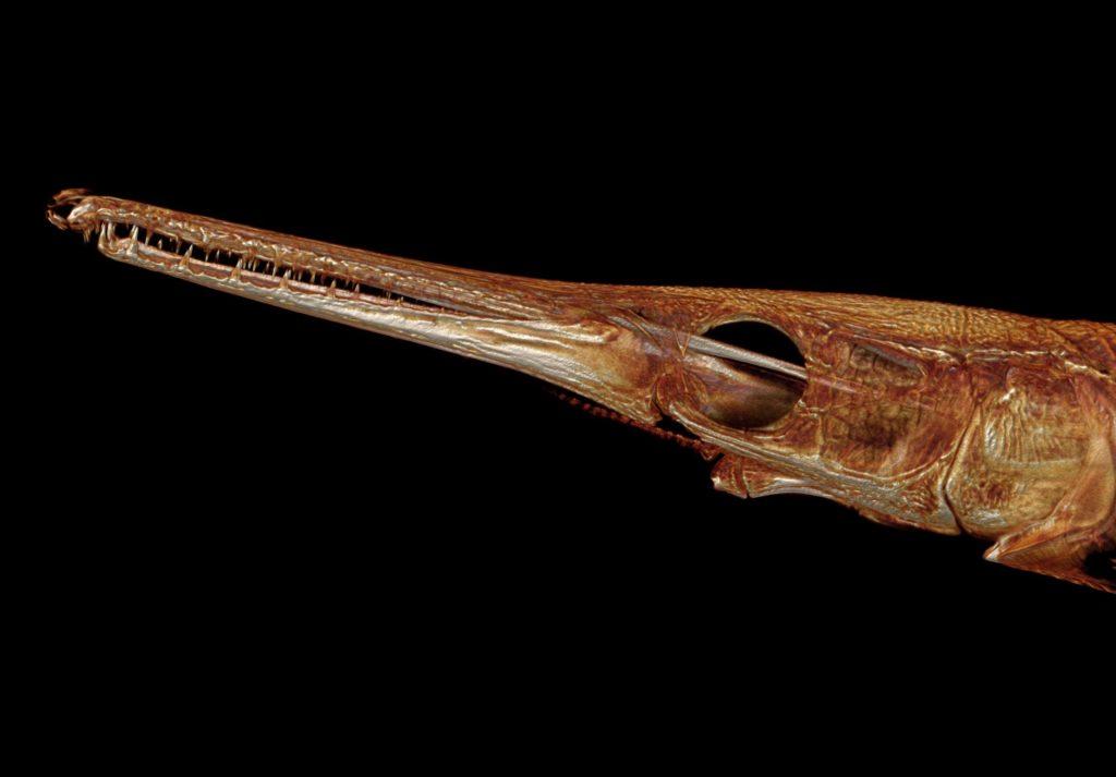 Lepisosteus-oculatus-Spotted-gar