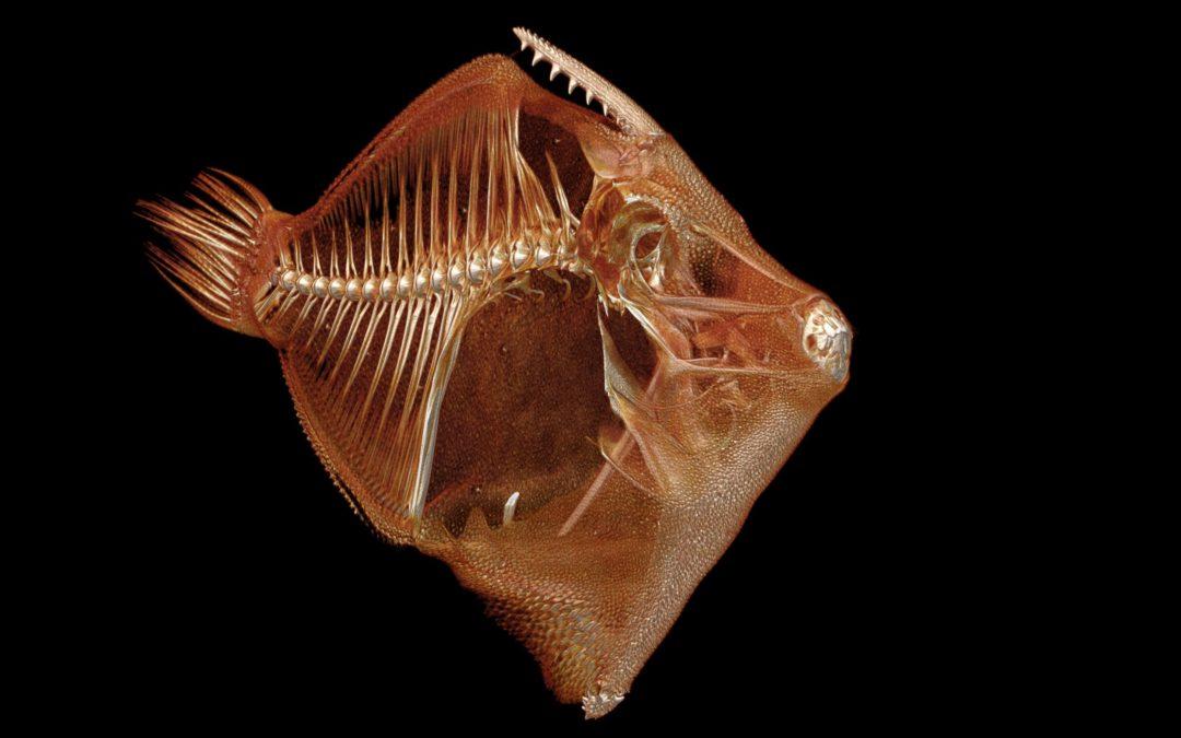 Database of 3D Scanned Fish Now Contains Over 500 Specimens