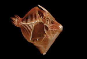 Monacanthus-ciliatus-Fringed-filefish