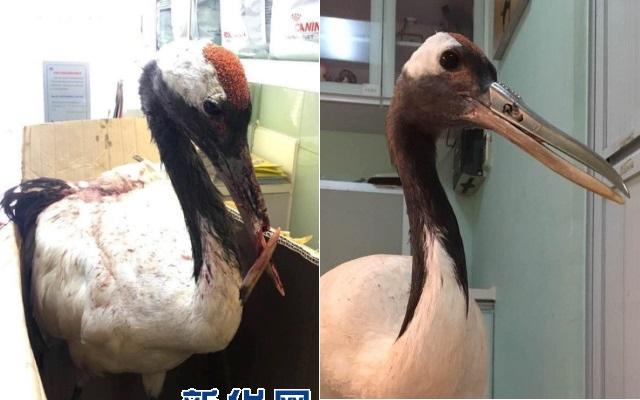 beak-implant-before-and-after