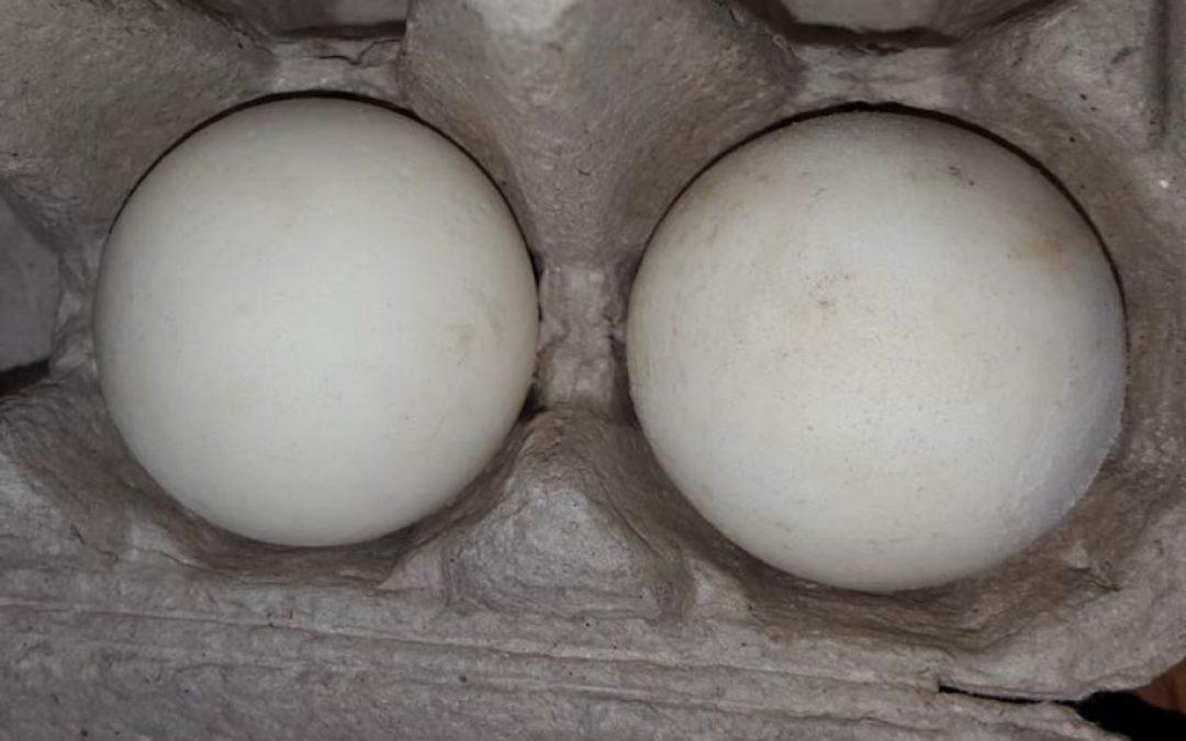 3D Printed Turtle Eggs May Help to Stop Poaching