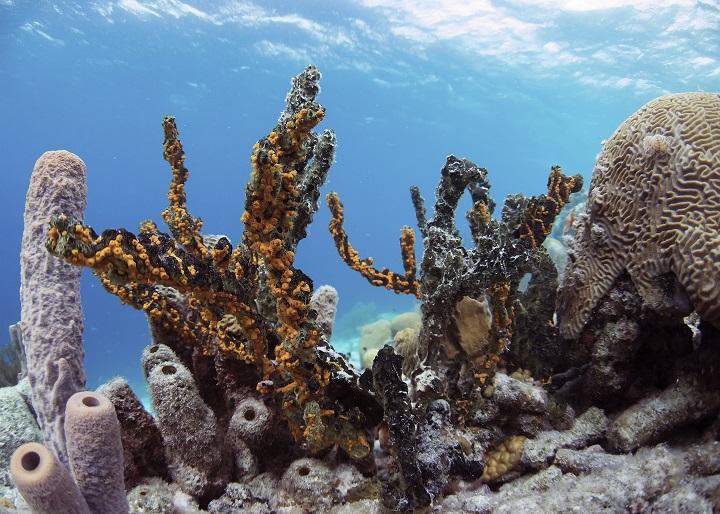 Bonaire VITB Underwater Images DSC_8658