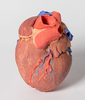 3D Printed Anatomy Kits Drawing Interest from Hospitals and Universities - 3DPrint.com | The Voice / Additive Manufacturing