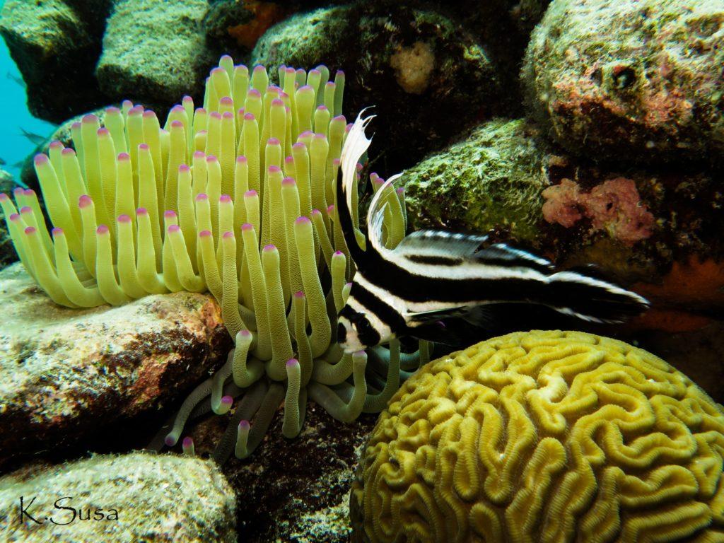 fish_house_reef