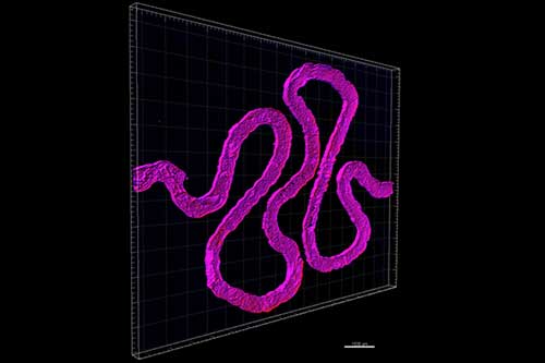 In Jennifer Lewis's research from 2016, Fugitive ink is used to create bioprinted nephron tubules. [Image: Lewis Lab/Wyss Institute at Harvard University]