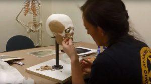 forensic-artists-crafts-facial-reconstruction-model
