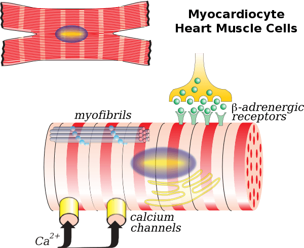 myocardiocyte