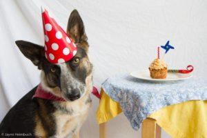 dog-birthday-cake-1