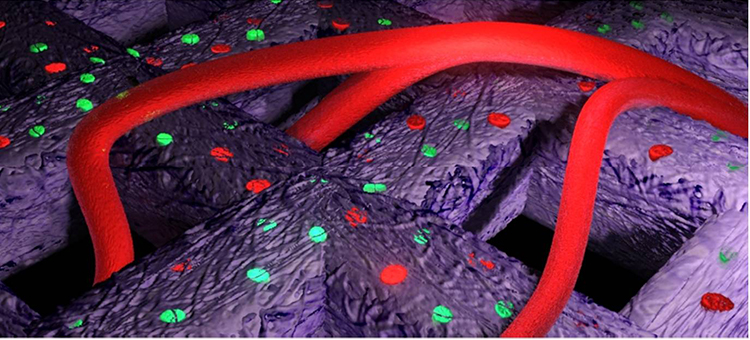 Swedish Researchers Successfully Implant 3D Printed Human Cartilage Cells in Mice