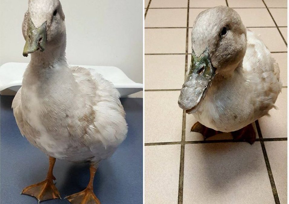 After a Pig Attack, A Lucky Duck is Back to Normal with a 3D Printed Bill