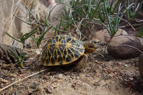 Keeping Baby Tortoises Safe with 3D Printing: Update on 3D Printed ...