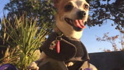 3D Printing for Pet Products