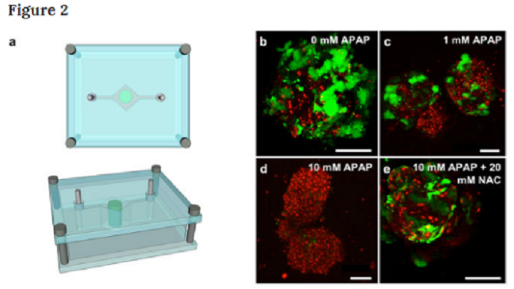Researchers Use 3D Printing to Create Organoids for Drug Testing in Monitored Body-On-A-Chip System