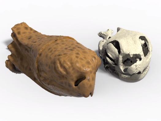 3D Printed Mask Gives a Tiny Turtle a New Face - 3DPrint.com | Additive ...