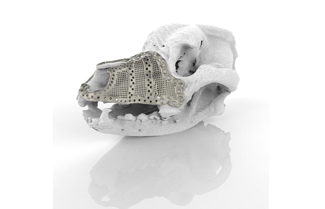 Bernese Mountain Dog Receives 3D Printed Patient-Specific Implant